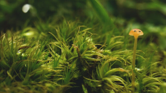 Field Companion (Nadia Hironaka & Matthew Suib, 2021, Maryland, 20 min., looped)